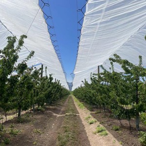 葡萄雨罩--黄铜护目雨棚应用图片 葡萄雨罩--黄铜护目雨棚应用图片