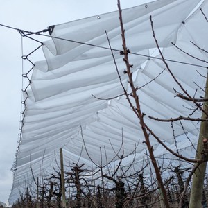 葡萄雨罩--黄铜护目雨棚应用图片 葡萄雨罩--黄铜护目雨棚应用图片