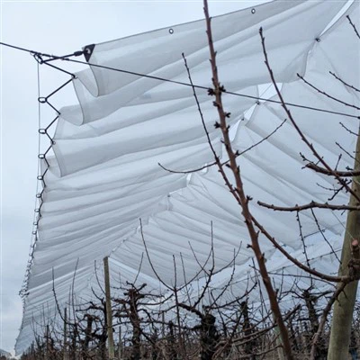 Rain Cover for Cherry Orchard